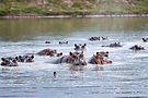 hippos at lake tagalalla.JPG