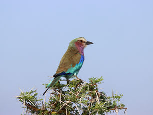 Birding on a Fly Camp: Dawn Chorus in Nyerere (Selous)
