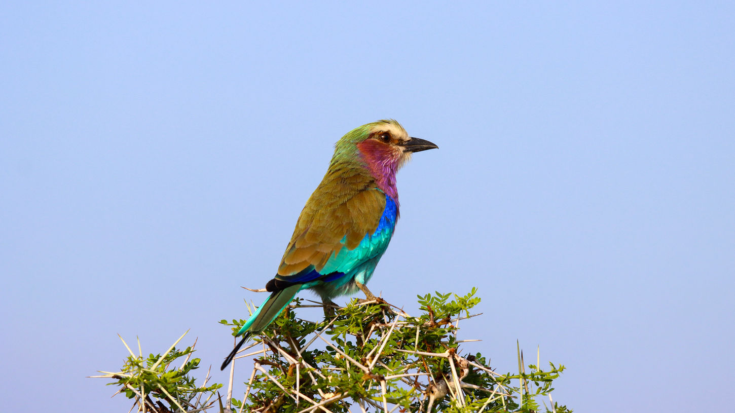 Lilac-breasted Roller