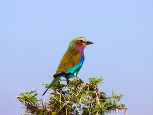 Tansania-Safari und Sansibar: Die perfekte Bush-and-Beach-Reise