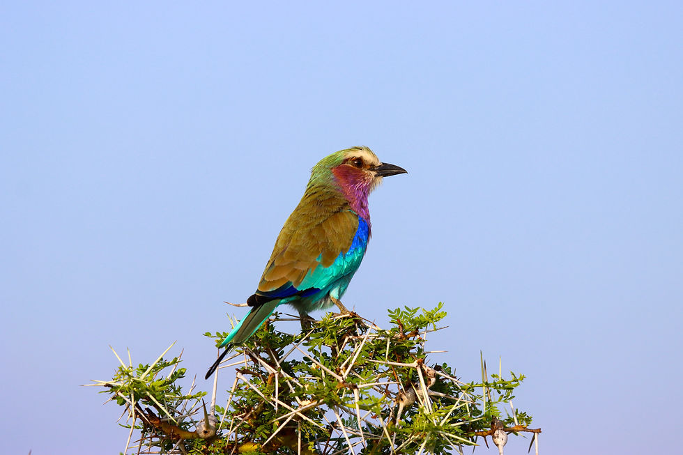 Tansania-Safari und Sansibar: Die perfekte Bush-and-Beach-Reise