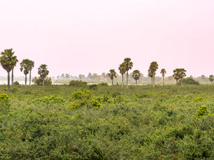 Beste Reisezeit für den Nyerere National Park: Monat-für-Monat-Safari-Ratgeber