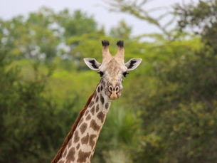 The Giraffes of Nyerere: Meeting Tanzania’s National Animal in “Giraffic Park”