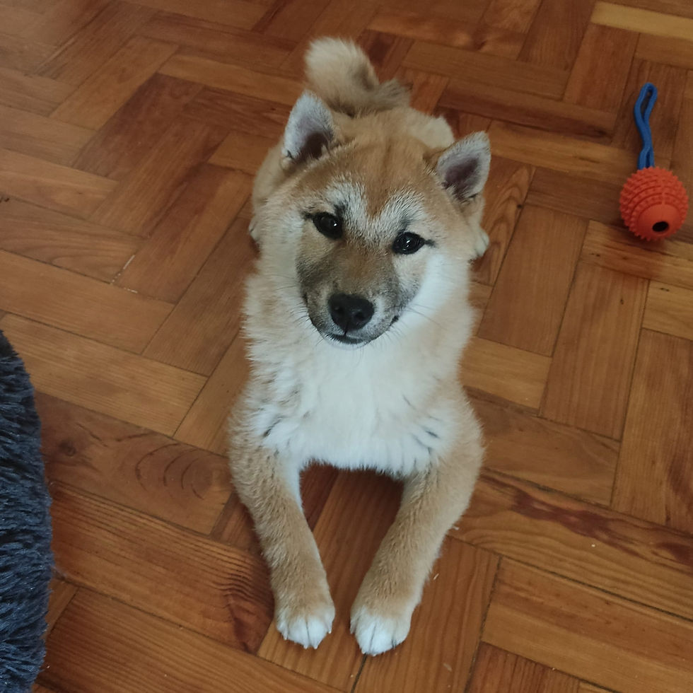 AKIRA