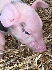 piglets 29.jpeg