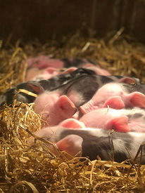 piglets 5.jpeg