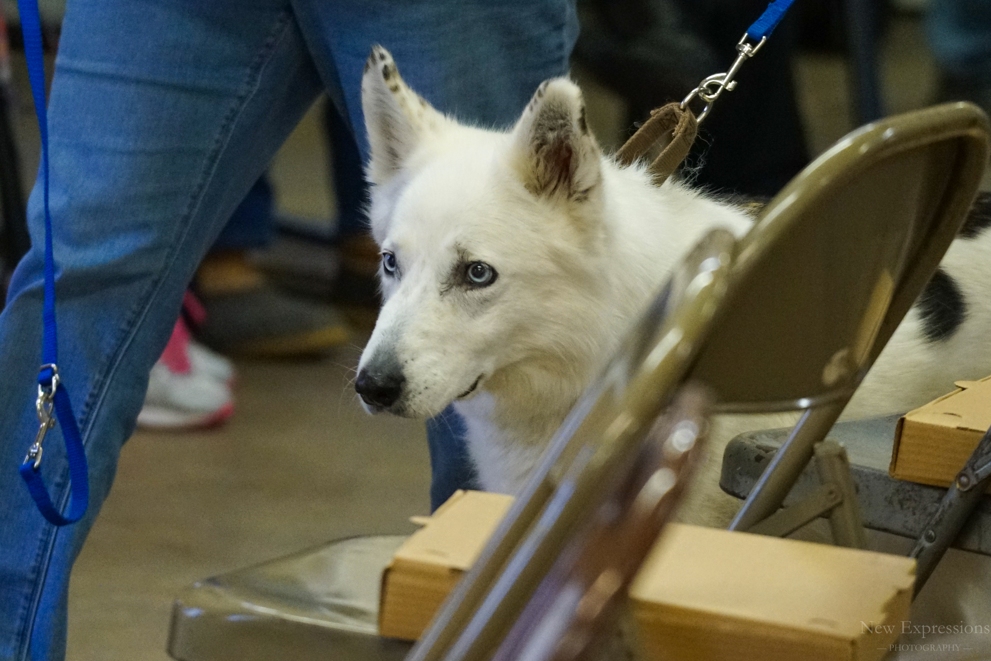 Koda
