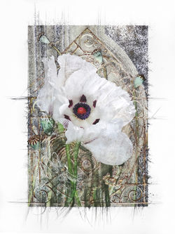 Poppy Dream