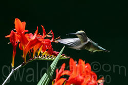 Summer Hummer
