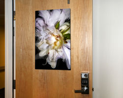 Peony Abstract