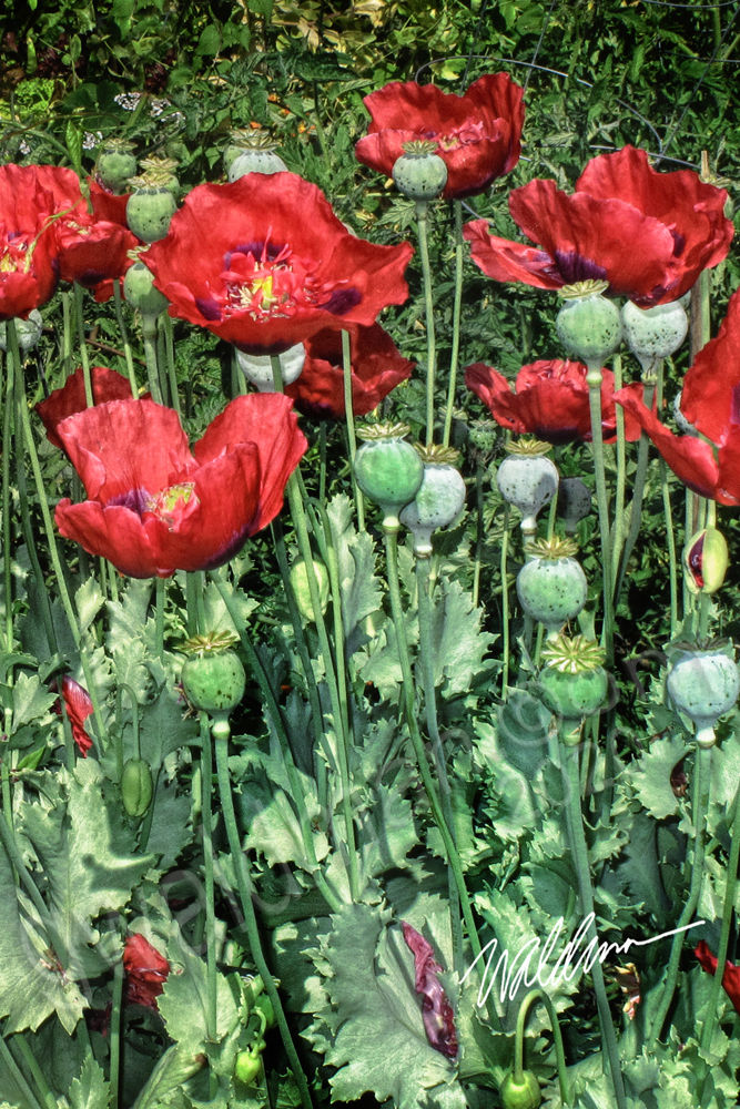 Poppy Garden Too-5x7 art card