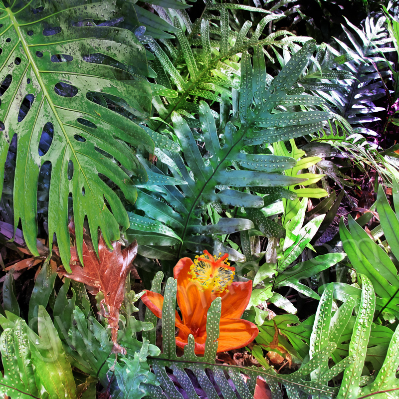 Tropics I