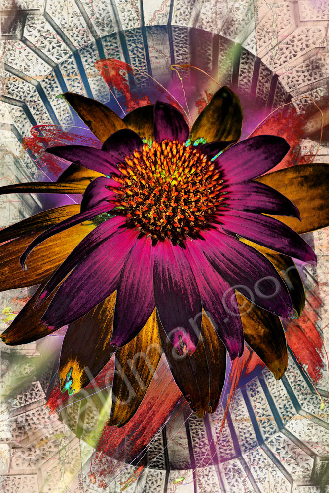 Coneflower Soul