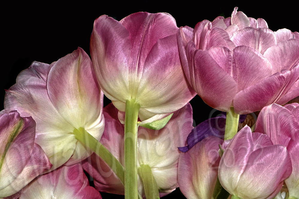 Tulip Bundle #2B- 5x7 art card