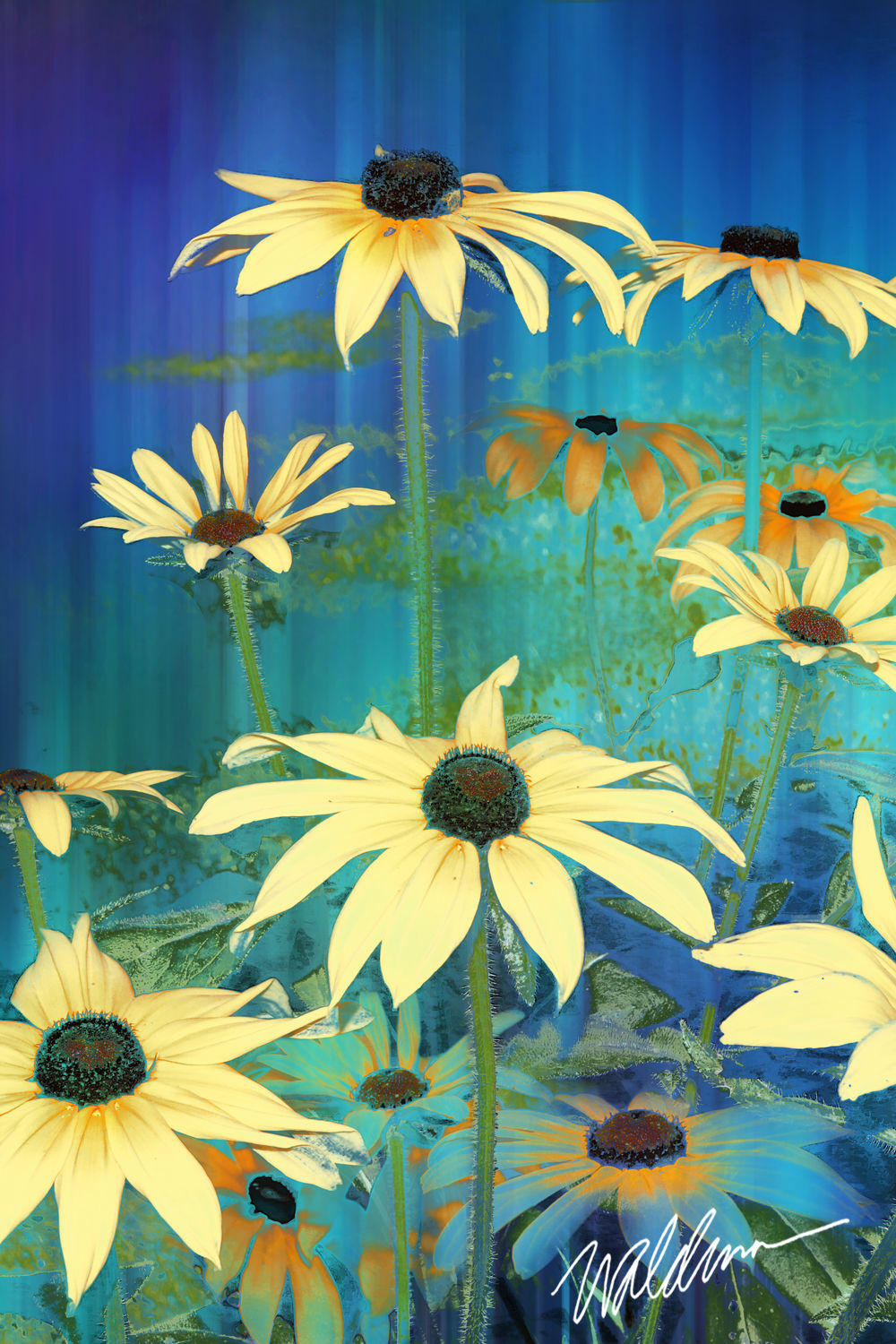 Creamy Susans-5x7 art card