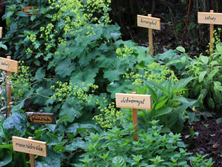The Women's Herbal Apothecary: Preparing Your Herbal Medicine Cabinet For Cold and Flu Season