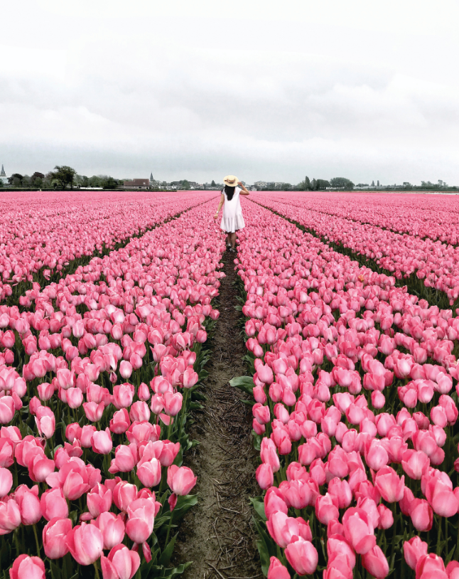 tulips, field of flowers, travel tips
