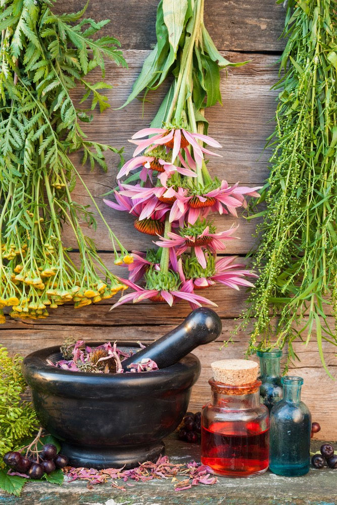 herbs for flu, immune system, herbs, healing herbs
