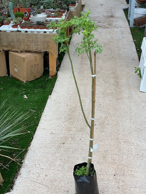 שתיל עץ מורינגה בן שנה וחצי