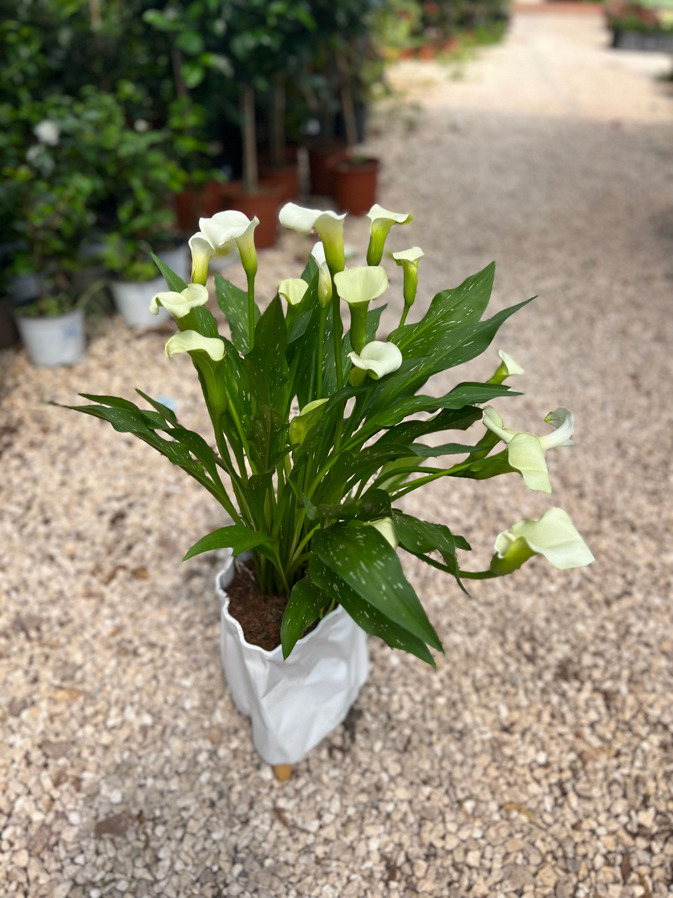 קאלה בכלי מעוצב