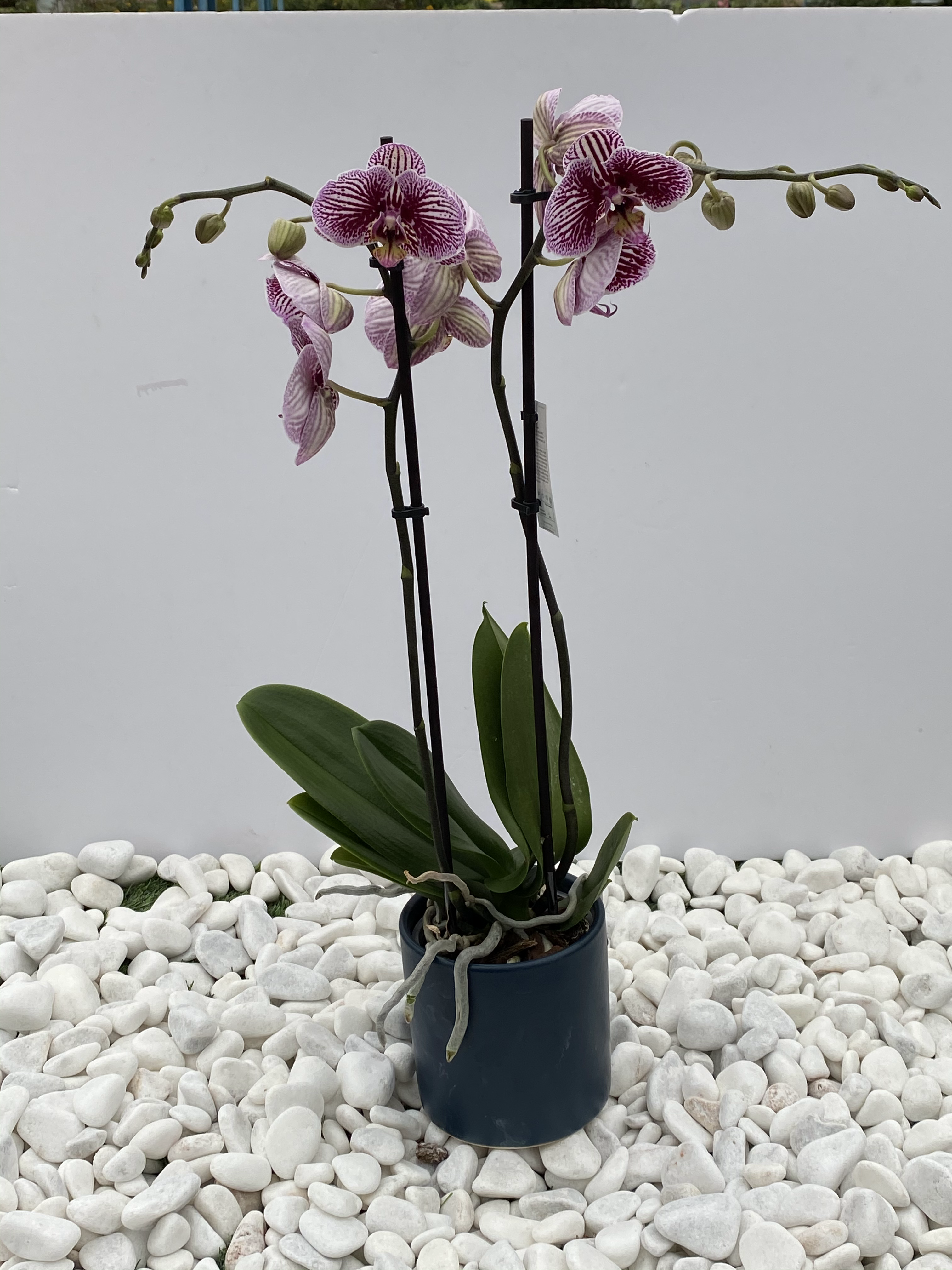 סחלב פלנופסיס - 2 ענפים