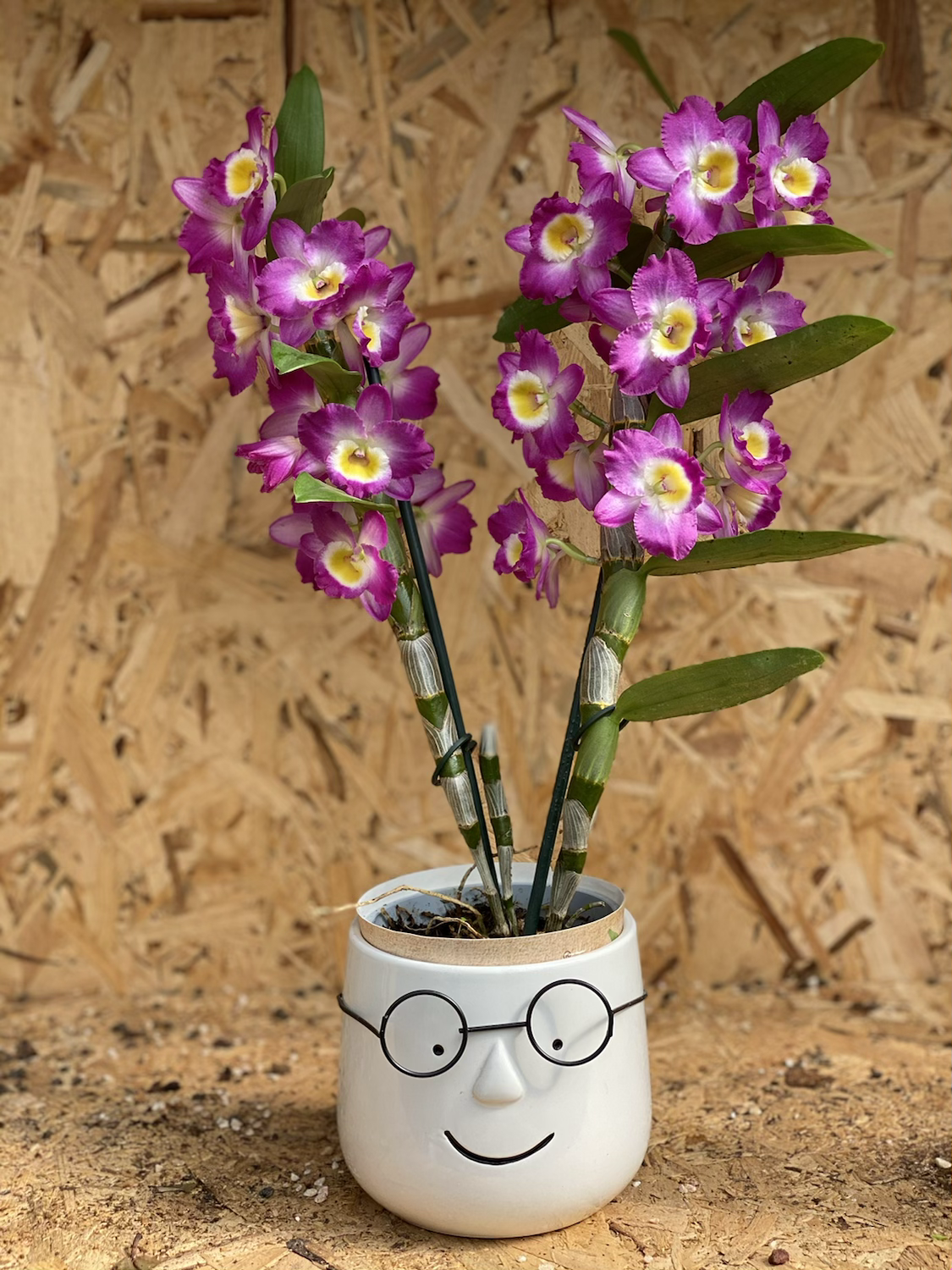 דנדרוביום בכלי מעוצב