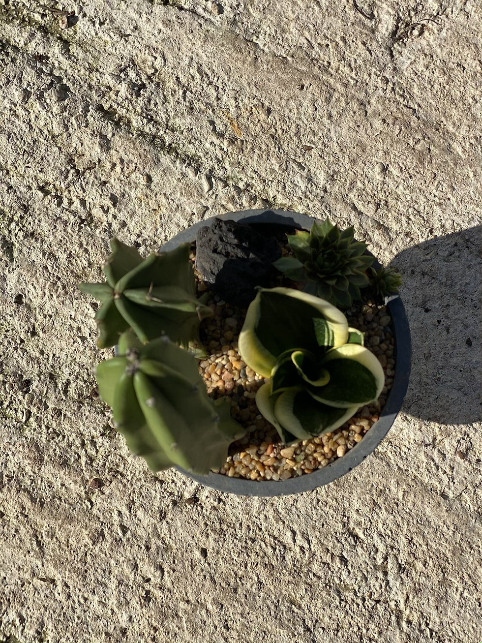 Миниатюра: אוסף סוקולנטים בכלי עומד