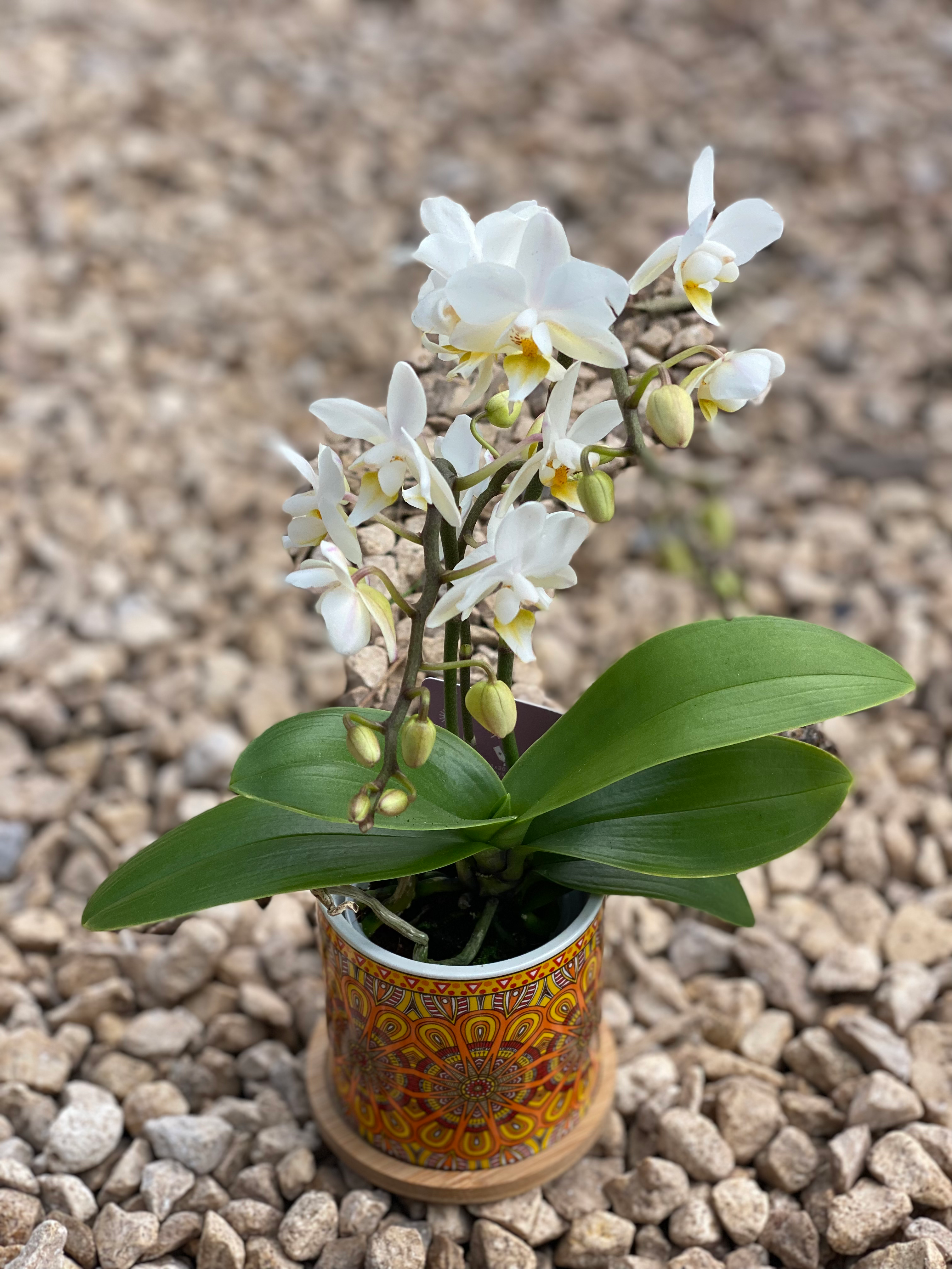 מיני סחלב בכלי מיוחד