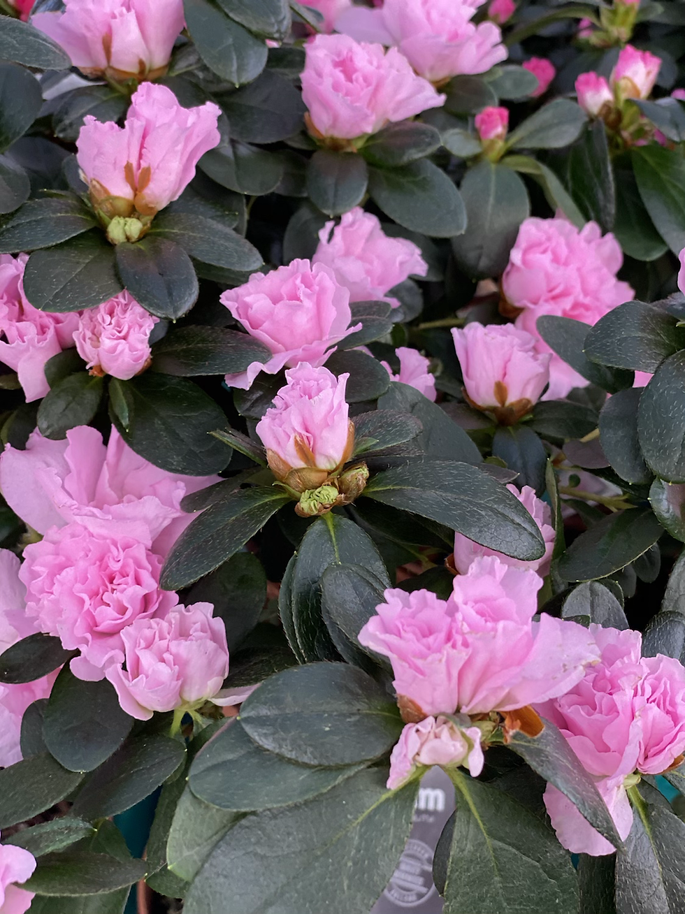 Миниатюра: אזליאה על גזע