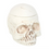Thumbnail: Weathered Skull Oil Burner and Wax Warmer