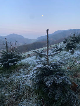A frosted pine tree sits in the foreground of winter Schwarzwald, Black Forest valley under the winter moon symbolizing winter resilience