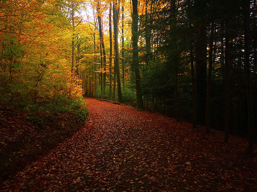 A wooded path is covered with fallen red leaves as it is flanked by trees illuminated gold from autumn light and dark in shawdow.