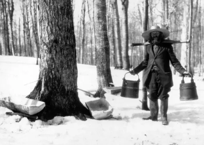 Vermont farmer Albert Leland gathering sap with a yoke. Photo: Tom Olson Collection