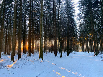 Light returns through the Schwarzwald, Black Forest symbolizing the return of energy after the winter solstice and fourth advent