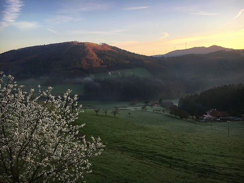 Spring cherry blossoms in the foreground with misty mountains and soft Black Forest light, symbolizing seasonal renewal and sustainable growth like the Energetic Reboot