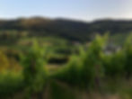 Lush green hills in the background are highlighted by foreground vineyards glowing in the afternoon sun