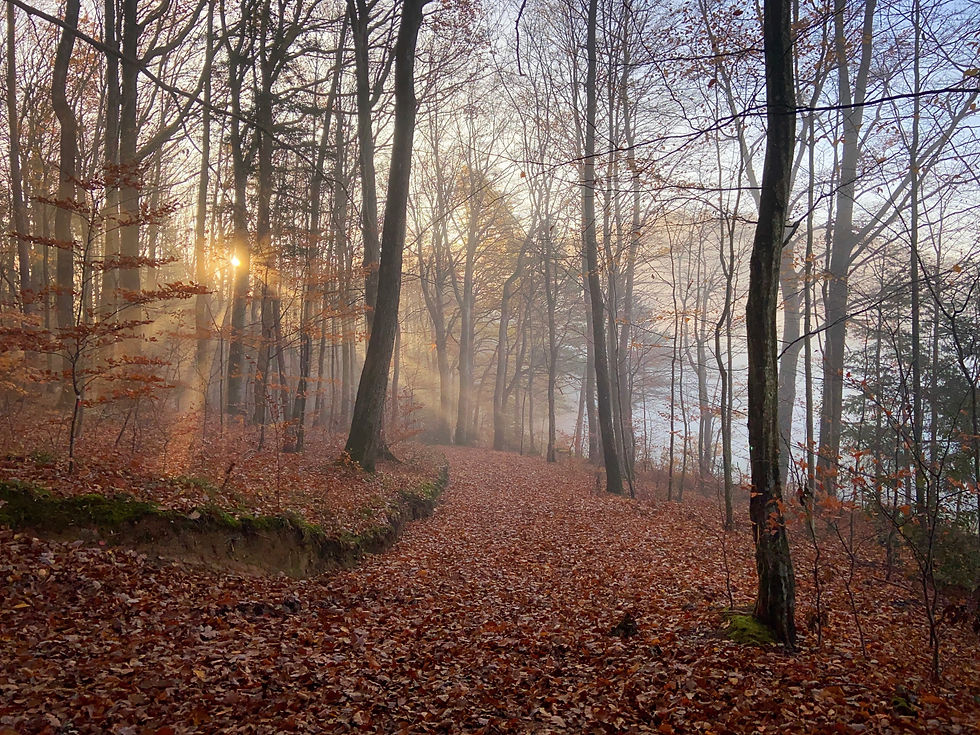 The light of the sun gleams through the barren trees. The forest floor glows in orange