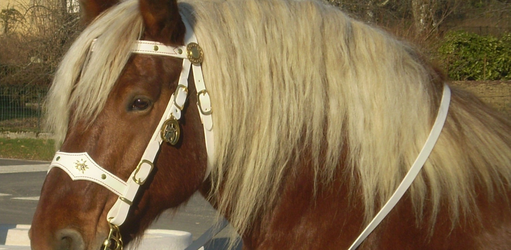 Bride De Chasseur Pour Cheval – Cuir Qualité, Rênes Bride De Chasseur Pour Cheval – Cuir Qualité, Rênes