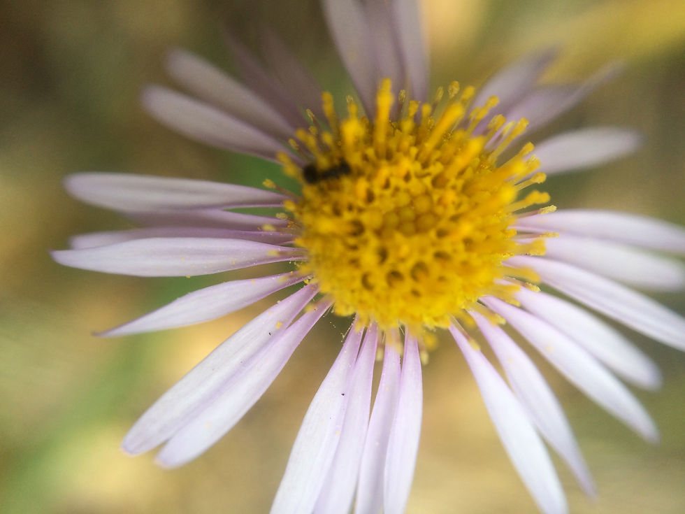 common aster