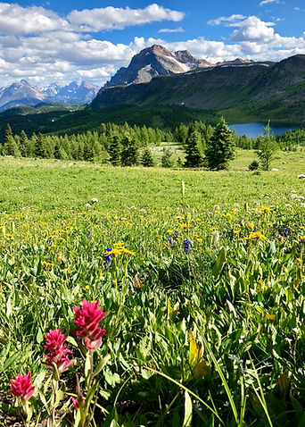meadow.jfif
