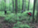 Close-up view of a vibrant green forest restoration area