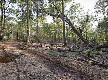 Timber cut