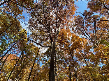 Mature Oak Trees in Autumn