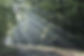 Forest_edited_edited.jpg