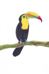 Toucan
