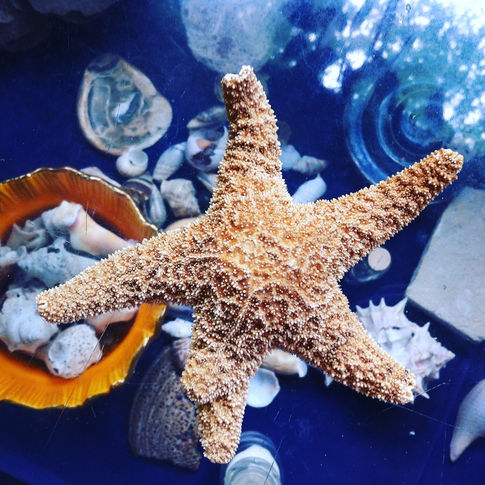 Sea Star