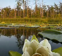 Background: Sugarloaf Lake, Forground: Waterlily, Photo By: Chandra Kinney