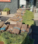 VOLUNTEER EVENT! Tree Packaging Day!