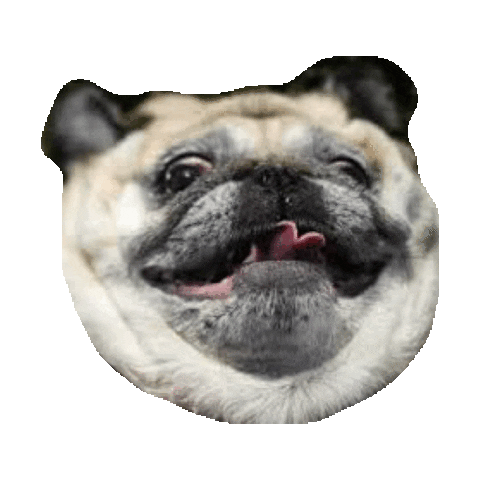 pug STICKER by imoji.gif