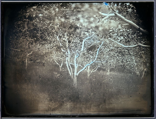 Plaqueminiers (arbres à kakis) à l'écorce arrachée pour un essai de décontamination, Tsukidate, Fukushima, de la série Here and There – Tomorrow’s Islands 2012, 19,3 x 25,2 cm, daguerréotype ©Arai Takashi, avec l'aimable autorisation de l'artiste
